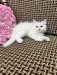 Pure Persian kitten